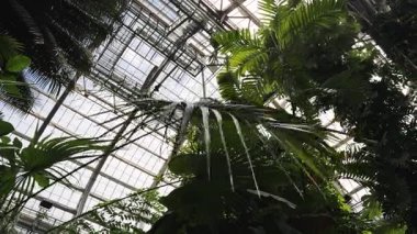 Geniş, kavisli yaprakları olan uzun bir palmiye, sera ortamında çeşitli tropikal bitkiler arasındadır. Yüksek kalite 4k görüntü