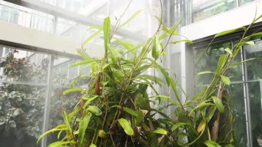 Serada büyüyen canlı Nepenthes sürahi bitkilerinden oluşan bir küme görünür tuzaklarla birlikte. Yüksek kalite 4k görüntü