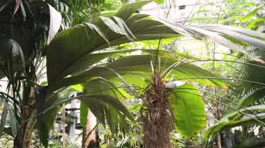 Geniş, kavisli yaprakları olan uzun bir palmiye, sera ortamında çeşitli tropikal bitkiler arasındadır. Yüksek kalite 4k görüntü