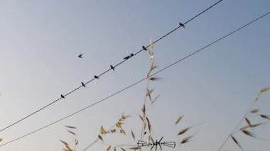 Kırlangıç grubu, diğerleri yumuşak akşam gökyüzünde uçarken elektrik kablolarının üzerinde sessizce oturur. Yüksek kalite 4k görüntü