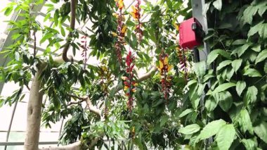 Kalın bir tropikal bitki kümesinde büyük yeşil yapraklar, bükülmüş sarmaşıklar ve birbirine dolanmış dallar bulunur. Yüksek kalite 4k görüntü