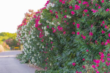 Parlak pembe ve beyaz zakkum çiçekleri sık sık kırsal bir yolun yanındaki yemyeşil çalıları kaplar..