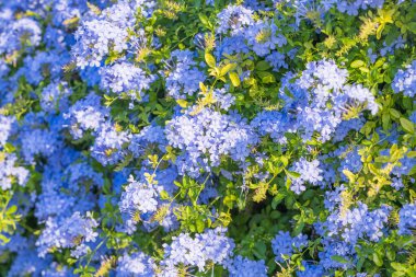 Mavi tesisat çiçekleri parlak güneş ışığı altında yeşil yapraklar boyunca yayıldı..