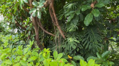 Kalın bir tropikal bitki kümesinde büyük yeşil yapraklar, bükülmüş sarmaşıklar ve birbirine dolanmış dallar bulunur..