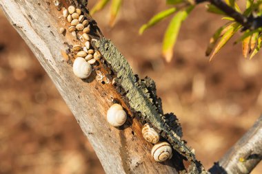 Bir grup küçük salyangoz, sıcak güneş ışığında kuru bir ağaç dalına tutunur..