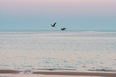 İki deniz kuşu, yumuşak pastel bir gökyüzünün altında sakin suların üzerinde süzülür..