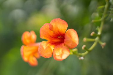 Turuncu trompet üzümleri güneş ışığında çiçek açıyor.
