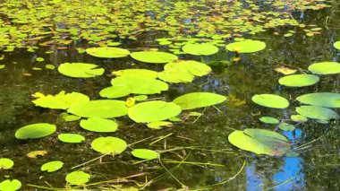 Sakin bir göletin yüzeyini güneş ışığıyla kaplayan parlak nilüferler. Yüksek kalite 4k görüntü