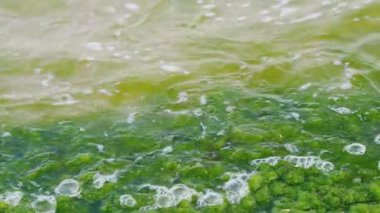 Okyanus suyu kıyıdaki parlak yeşil yosunlarla kaplı kayaların arasından akar. Yüksek kalite 4k görüntü