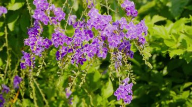 Bir arı, Duranta 'nın ereksiyon halindeki mor çiçeklerinden nektar toplar. Yüksek kalite 4k görüntü