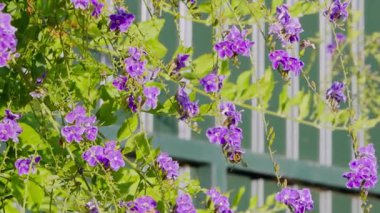 Mor Duranta ereksiyon çiçekleri güneş ışığında yeşil bir çitin üzerinden süzülür. Yüksek kalite 4k görüntü
