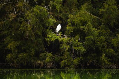 Beyaz balıkçıl durgun yeşil suyun üzerine tünemiş.