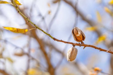 Ağaçtaki badem fıstıklarının yakın çekimi