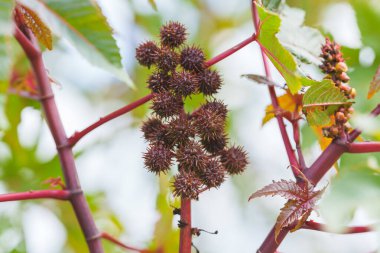 Dikenli çekirdek kabukları ve kırmızı saplı bölünmüş kapsülleri olan Hint fasulyesi bitkisi..