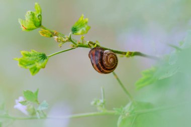 Minik salyangoz canlı bir yaprak dalında huzur içinde yatıyor..