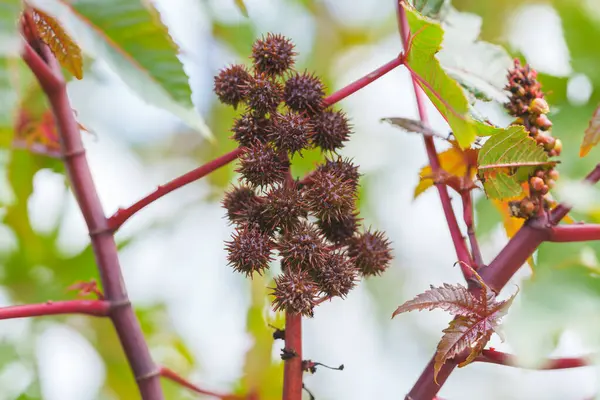Dikenli çekirdek kabukları ve kırmızı saplı bölünmüş kapsülleri olan Hint fasulyesi bitkisi..