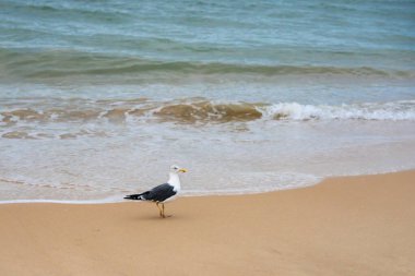 Bir martı gün batımında yumuşak okyanus dalgalarının yanında ıslak kumda tek başına duruyor..