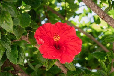 Canlı kırmızı amber çiçeği, doğal güneş ışığı altında yeşil yaprakların arasında açar..