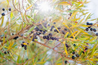Olgun siyah zeytinler, yeşil ve sarı yapraklarla çevrili güneş ışığı dallarında asılı..