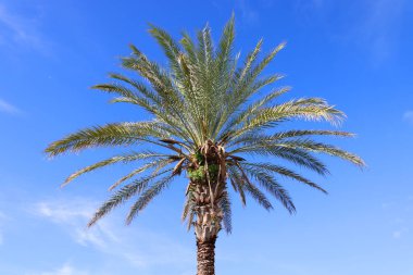 Mavi gökyüzüne karşı palmiye ağaçları, tropik kıyılarda palmiye ağaçları, hindistan cevizi ağacı, yaz ağacı.