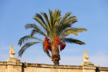 Mavi gökyüzüne karşı palmiye ağaçları, tropik kıyılarda palmiye ağaçları, hindistan cevizi ağacı, yaz ağacı.