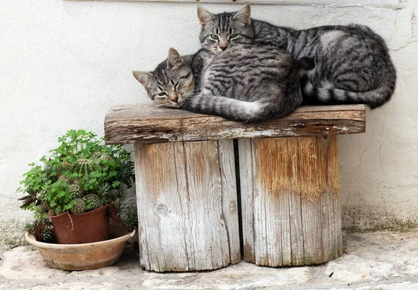 Gatos Rayo Relajarse Fuera Dormir Calle Ostuni Italia Cuidado Mascotas — Foto de Stock
