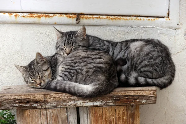 灰猫在外面休息 睡在街上 爱护动物 人类的朋友 — 图库照片