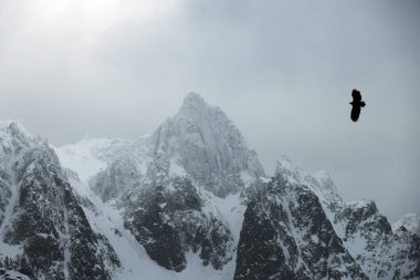 Kartal, Lofoten Takımadaları, Svolvaer, Norveç, Avrupa 'daki dağların üzerinden uçuyor. Özgürlük görüntüsü kavramı.