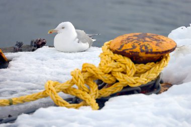 Svolvaer, Lofoten Takımadaları, Norveç, Avrupa 'da bir rıhtımda martı