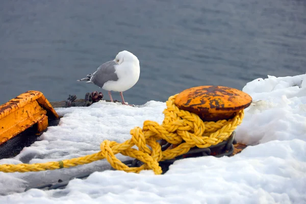 Gabbiano Molo Svolvaer Arcipelago Lofoten Norvegia Europa — Foto Stock