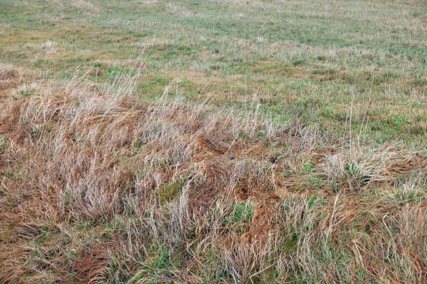 Tüylü Çim Bozkırları Yakın Plan Rüzgar Tüyü Esiyor Yeşil Arka — Stok fotoğraf