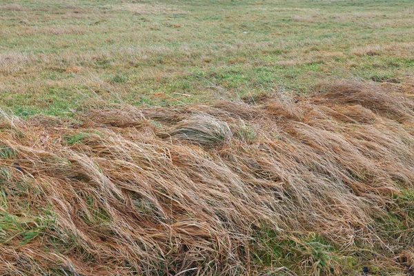 Tüylü Çim Bozkırları Yakın Plan Rüzgar Tüyü Esiyor Yeşil Arka — Stok fotoğraf