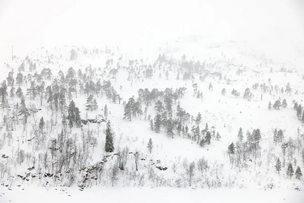 Paesaggio Invernale Rive Ghiacciate Del Lago Jonsvatnet Vicino Trondheim Norvegia — Foto Stock