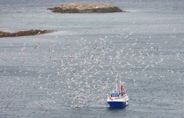Lofoten Adaları, Norveç, Avrupa 'da martılarla çevrili bir balıkçı teknesi.