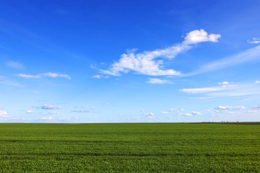 Geniş bir tarla, genç yeşil çimenler ve beyaz bulutlu mavi bir gökyüzü. Bahar manzarası. Tarlada yeşil çimen