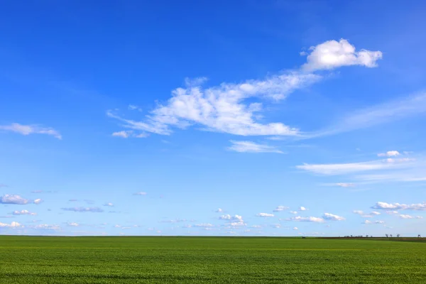 Широкое Поле Молодой Зеленой Травой Живописным Голубым Небом Белыми Облаками — стоковое фото