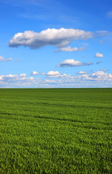 广阔的田野 绿草繁茂 蓝蓝的天空 白云斑斓 春天的风景 田里的绿草 — 图库照片