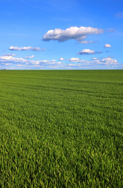 Szerokie Pole Młodą Zieloną Trawą Malowniczym Błękitnym Niebem Białymi Chmurami — Zdjęcie stockowe