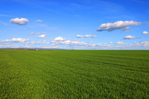 若い緑の芝生と白い雲の絵のような青空の広いフィールド 春の風景 畑の緑の草 — ストック写真