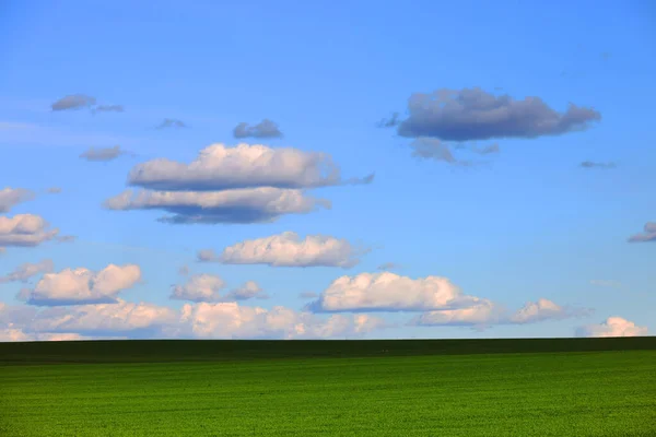 Широкое Поле Молодой Зеленой Травой Живописным Голубым Небом Белыми Облаками — стоковое фото
