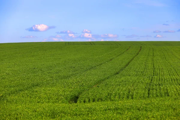 Szerokie Pole Młodą Zieloną Trawą Malowniczym Błękitnym Niebem Białymi Chmurami — Zdjęcie stockowe