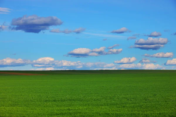 Wide Field Young Green Grass Picturesque Blue Sky White Clouds — Stock Photo, Image