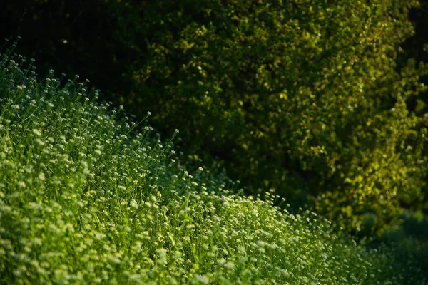 Focus Grass Back Blur Grass Front Background Close Green Lawn — Stockfoto