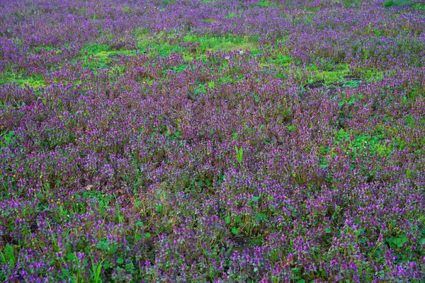 Focus Grass Back Blur Grass Front Background Close Green Lawn — Fotografia de Stock