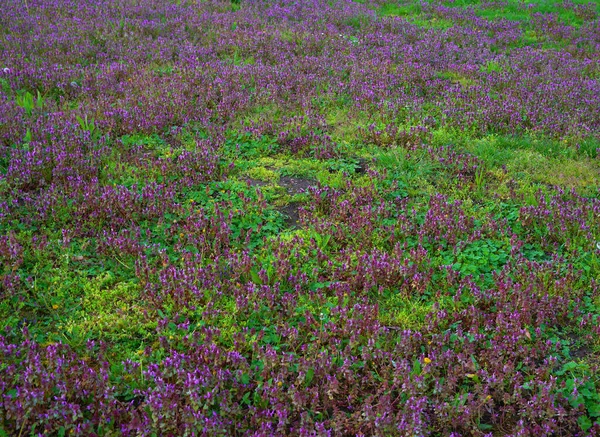 Focus Grass Back Blur Grass Front Background Close Green Lawn — Photo
