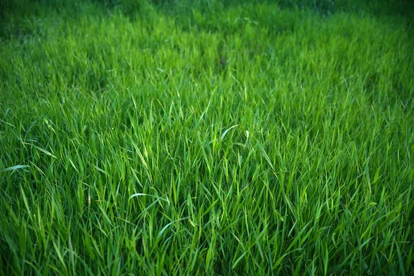 背面にある草に焦点を当て 背景の前面にある草をぼかす 緑の芝生の上でクローズアップ 緑の草のテクスチャの背景 草の花に焦点を当てたクローズアップショット — ストック写真