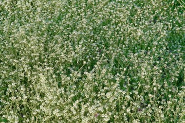 Focus on the grass on the back and blur the grass on the front for the background, Close-up on a green lawn, green grass texture background. A close-up shot focusing on the flowers of the grass.