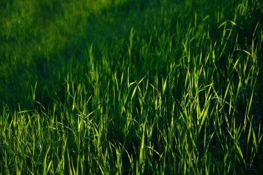 Focus on the grass on the back and blur the grass on the front for the background, Close-up on a green lawn, green grass texture background. A close-up shot focusing on the flowers of the grass.