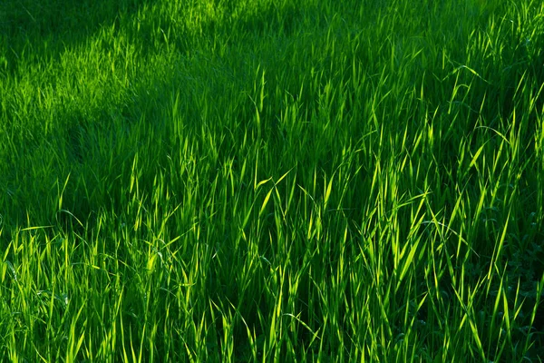 Focus Grass Back Blur Grass Front Background Close Green Lawn — Stock fotografie