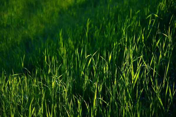 Focus Grass Back Blur Grass Front Background Close Green Lawn — Foto Stock